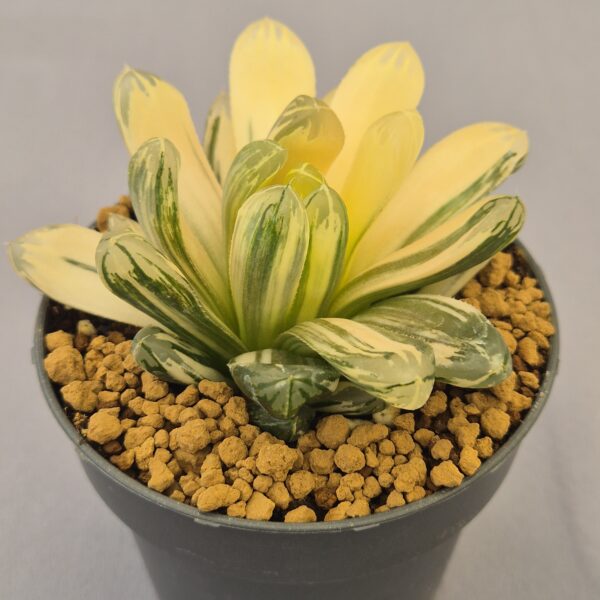 Big Widow variegata Haworthia Obtusa variegata