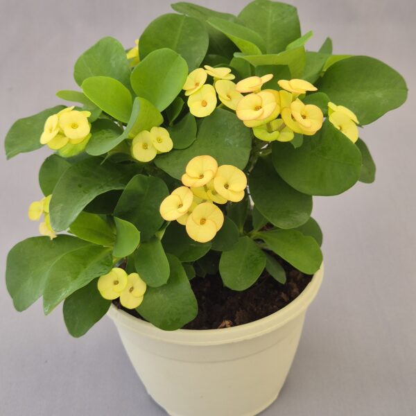 Euphorbia milii