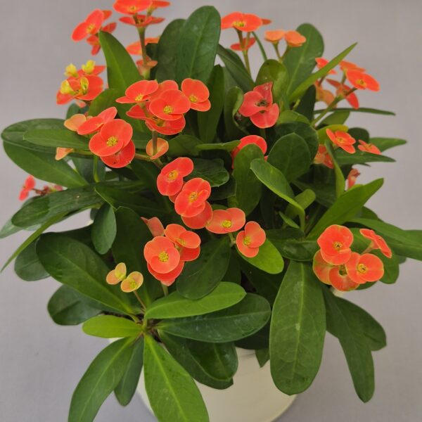 Euphorbia milii
