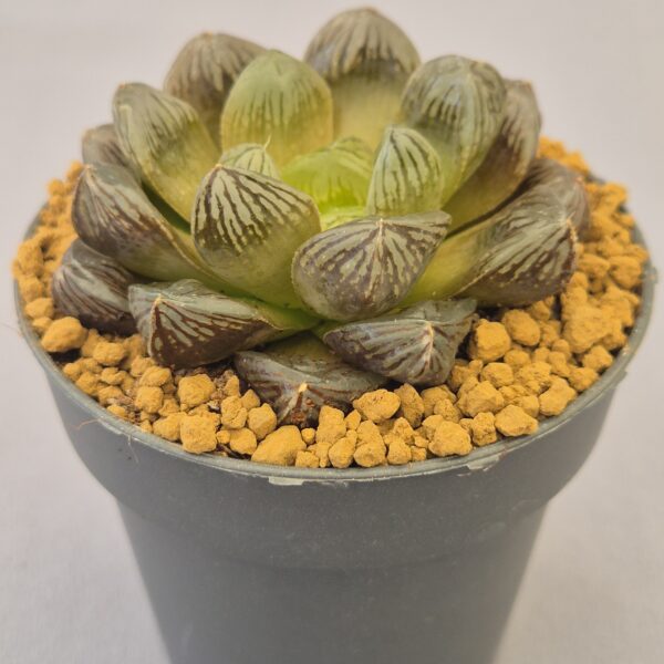 Haworthia Obtusa híbrida X-Japan