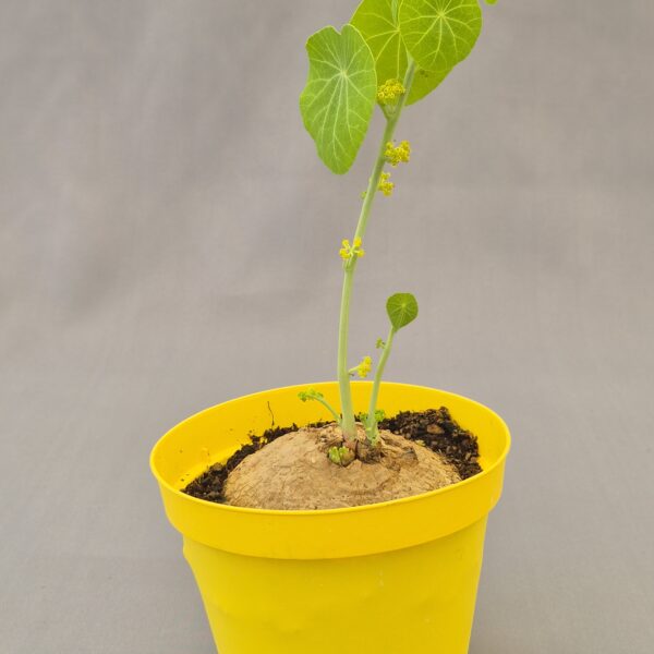 Stephania erecta