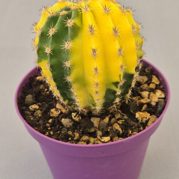 Echinopsis oxygona variegata