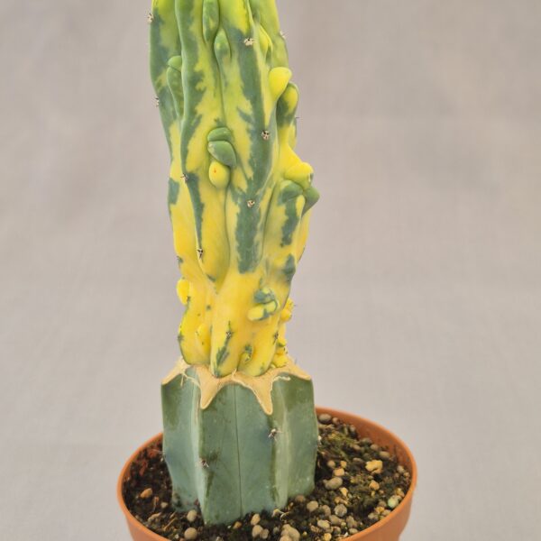 Myrtillocactus Geometrizans Cristata Variegata