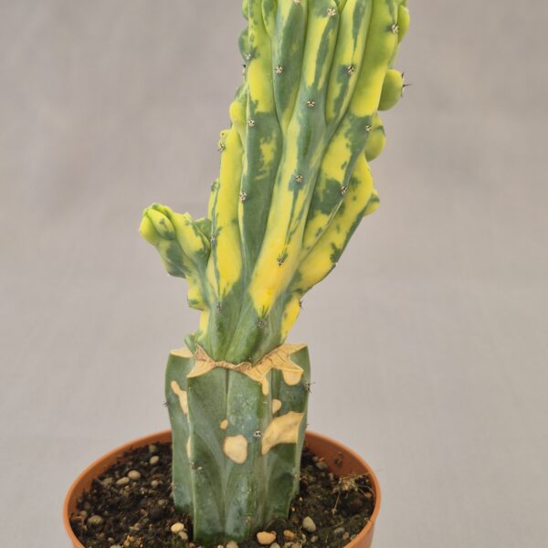 Myrtillocactus Geometrizans Cristata Variegata