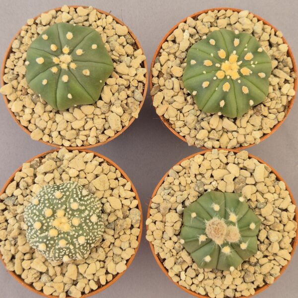 Conjunto de Astrophytum