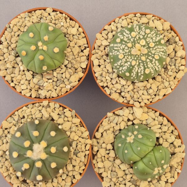 Conjunto de Astrophytum