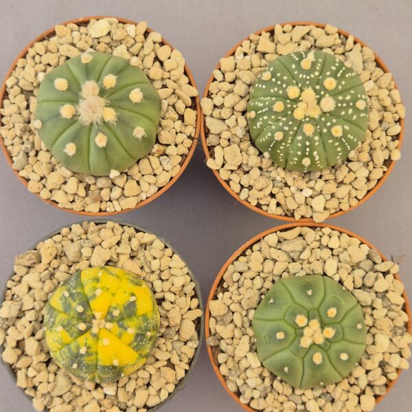 Conjunto de Astrophytum