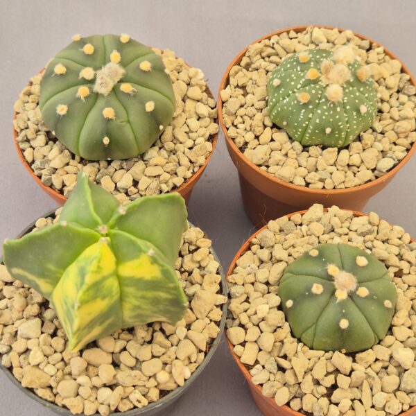 Conjunto de Astrophytum
