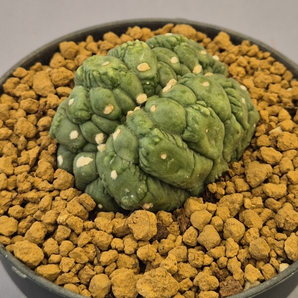 Astrophytum Kikko lizard skin cristata