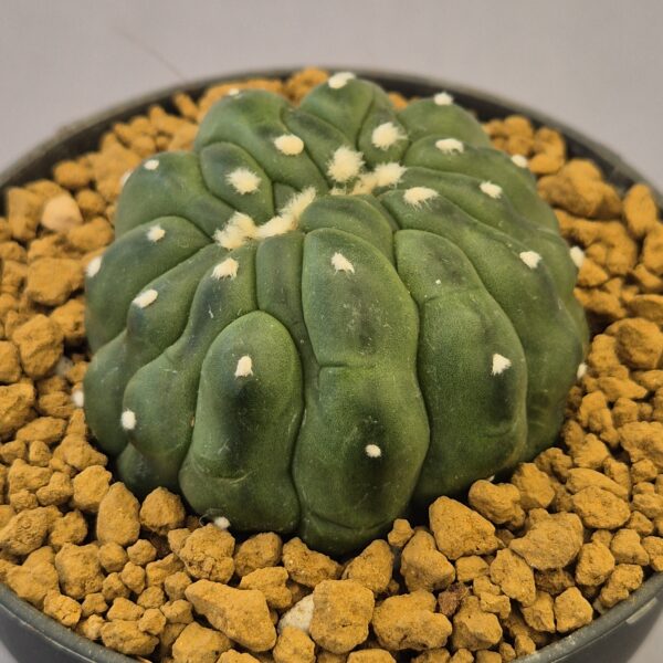 Astrophytum Kikko lizard skin big from cristata