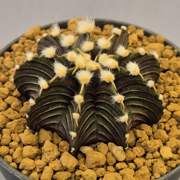 Gymnocalycium friedrichii VoS 12-1241