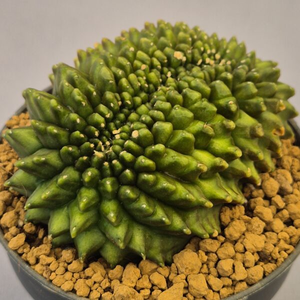 Gymnocalycium mihanovichii f. inermis cristata "Special Green"