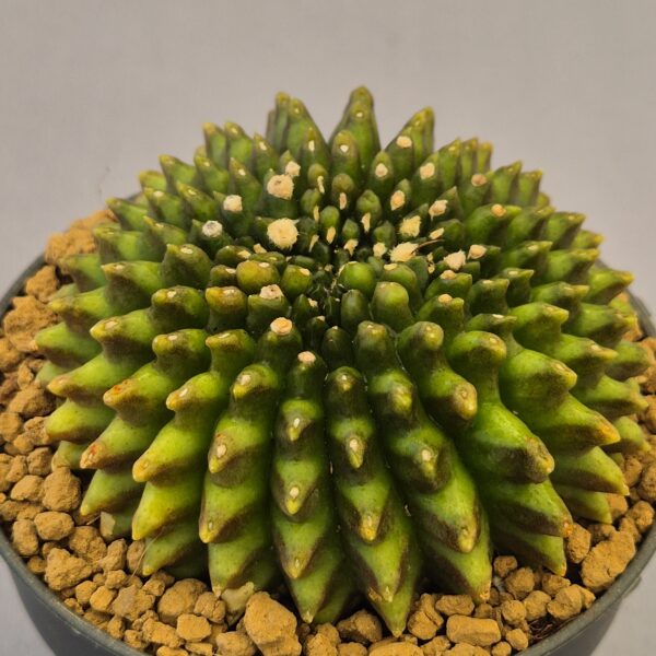Gymnocalycium mihanovichii f. inermis cristata "Special Green"