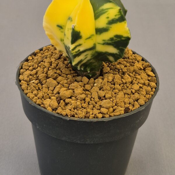 Astrophytum myriostigma f. variegata nudum
