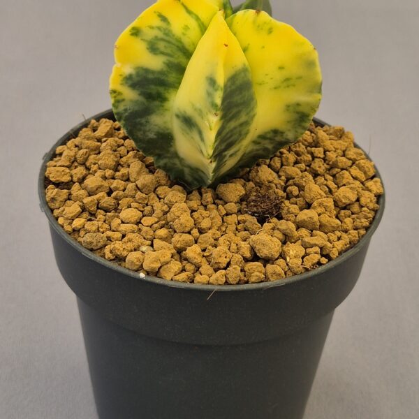 Astrophytum myriostigma f. variegata nudum