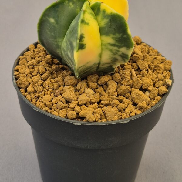 Astrophytum myriostigma f. variegata nudum