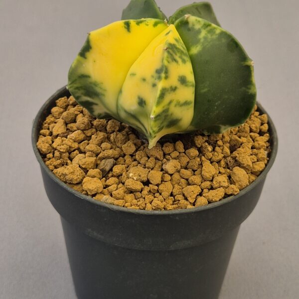 Astrophytum myriostigma Kikko f. variegata nudum
