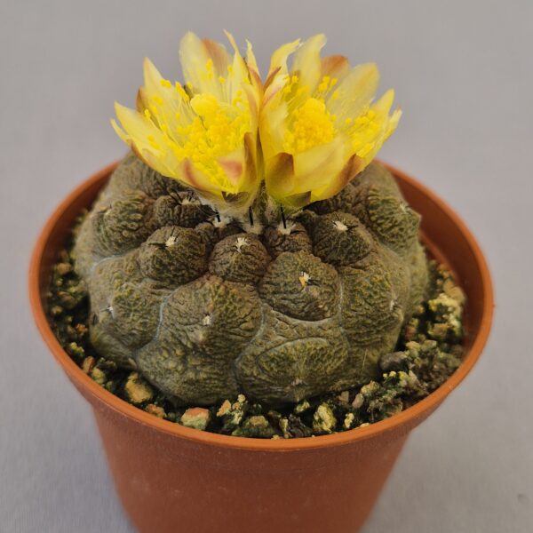 Copiapoa hypogea lizard skin