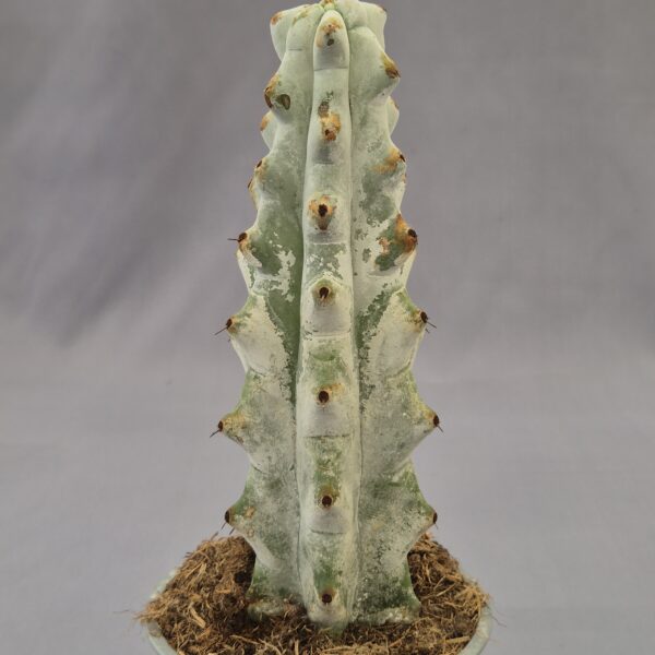 Stenocereus beneckei