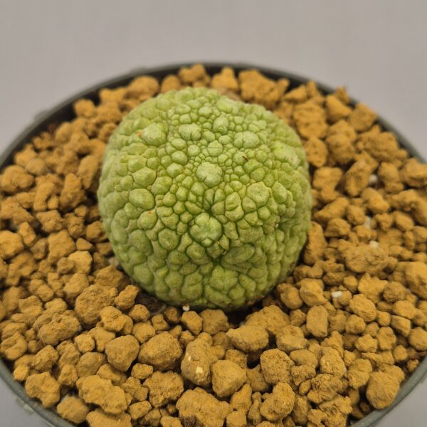 Pseudolithos migiurtinus Lizard Skin