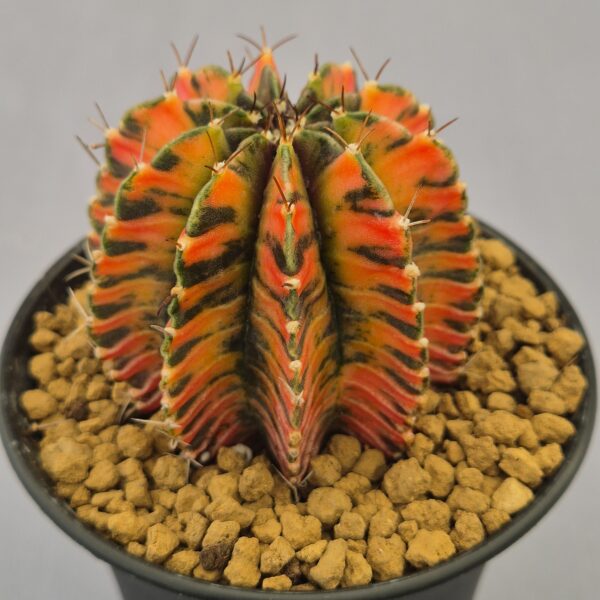 Gymnocalycium variegata