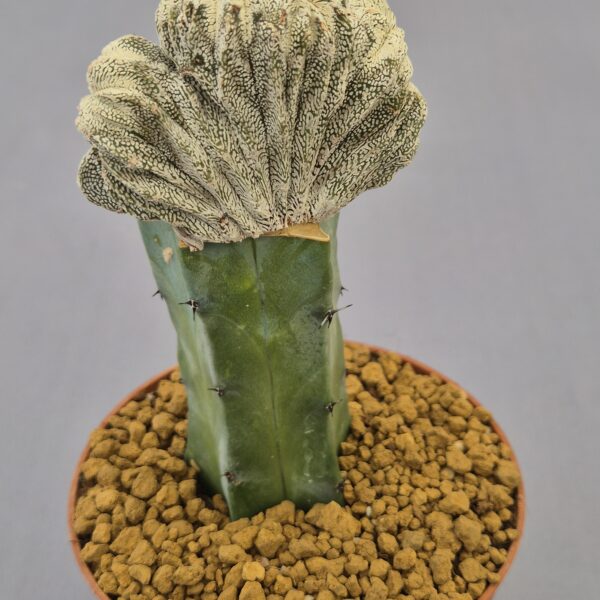 Astrophytum myriostigma Onzuka cristata