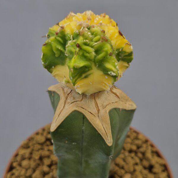Astrophytum myriostigma Fukuryu variegata