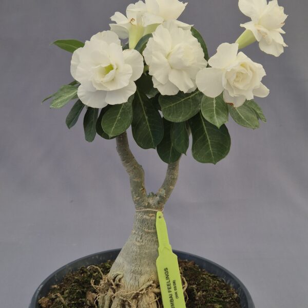 Adenium injertado