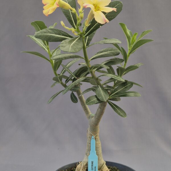 Adenium injertado