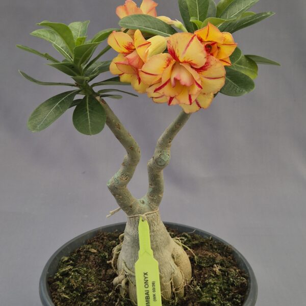 Adenium injertado