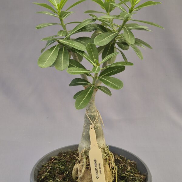 Adenium injertado