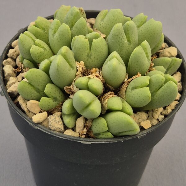 Conophytum híbrido 001