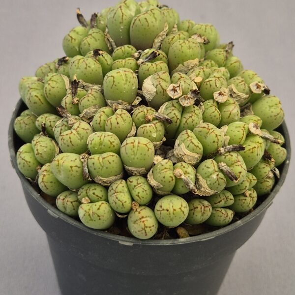 Conophytum híbrido 002