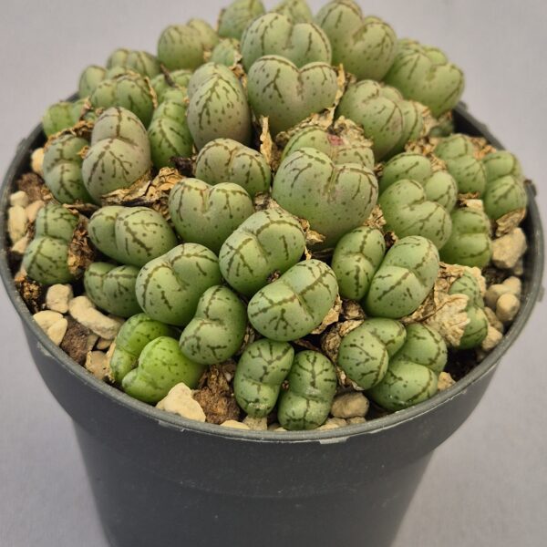 Conophytum híbrido 003