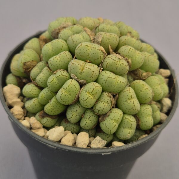 Conophytum híbrido 004