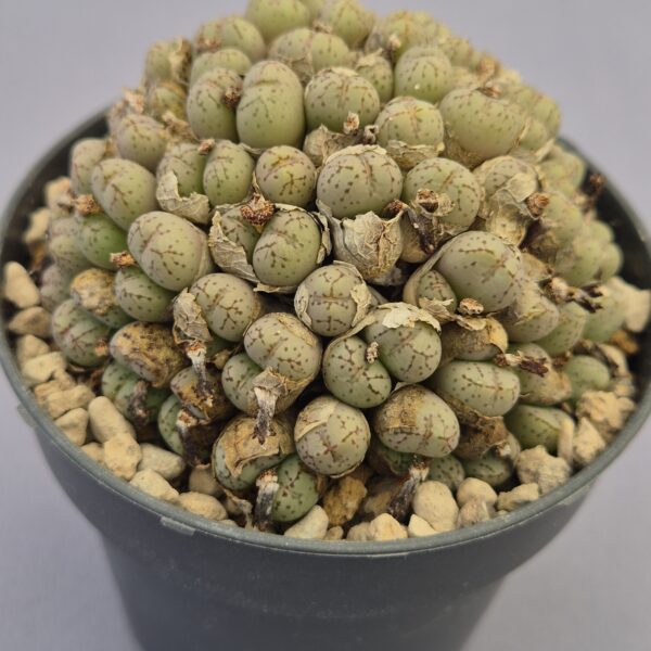 Conophytum híbrido 005