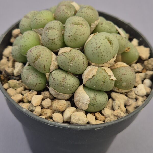 Conophytum híbrido 006