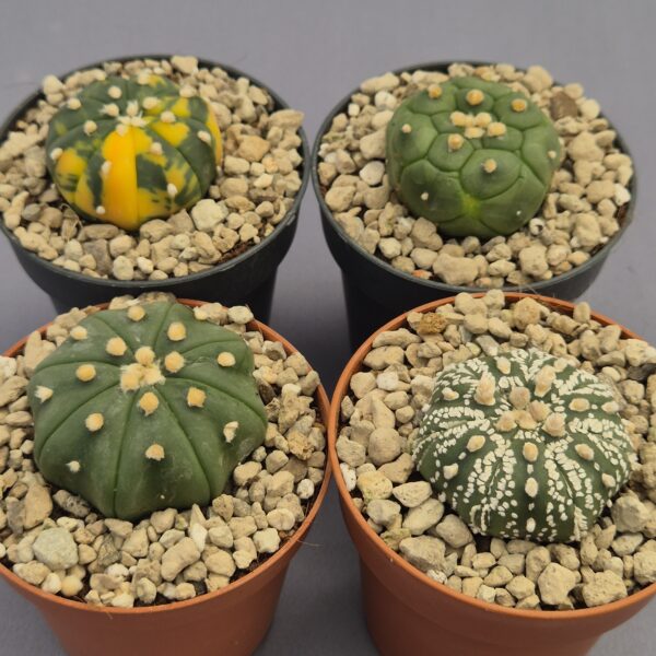 Conjunto de Astrophytum