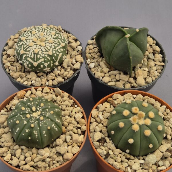 Conjunto de Astrophytum