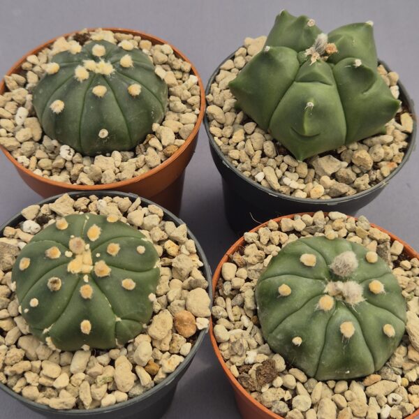 Conjunto de Astrophytum