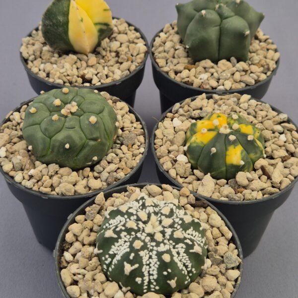 Conjunto de Astrophytum