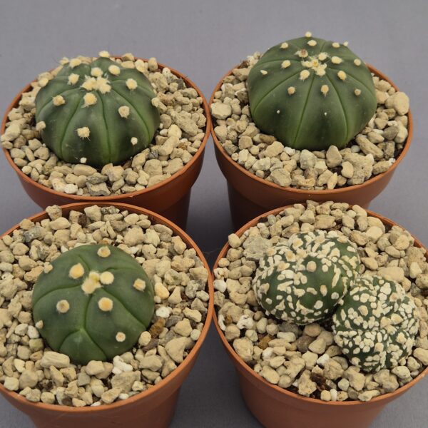 Conjunto de Astrophytum