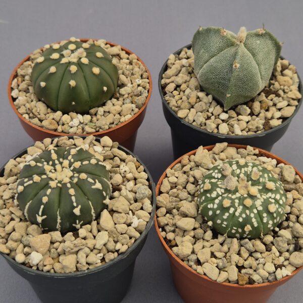 Conjunto de Astrophytum