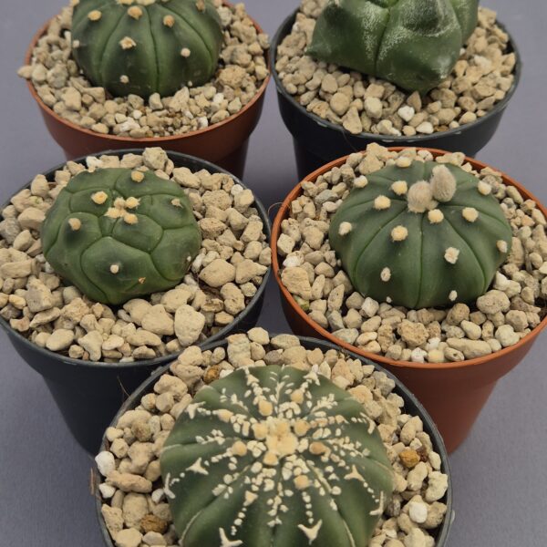 Conjunto de Astrophytum
