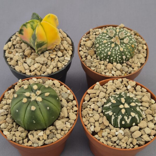 Conjunto de Astrophytum