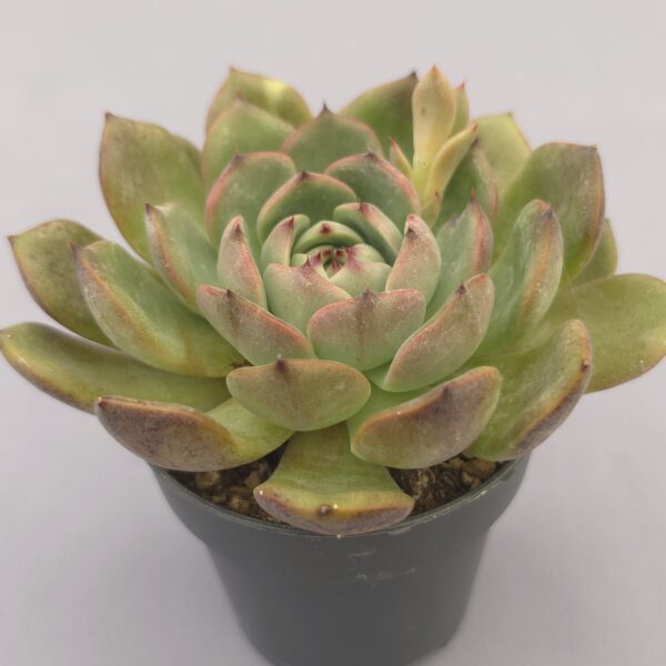 Echeveria Black Eyes