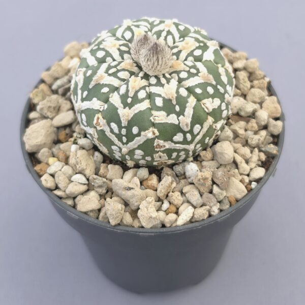 Astrophytum asterias Superkabuto V-Type