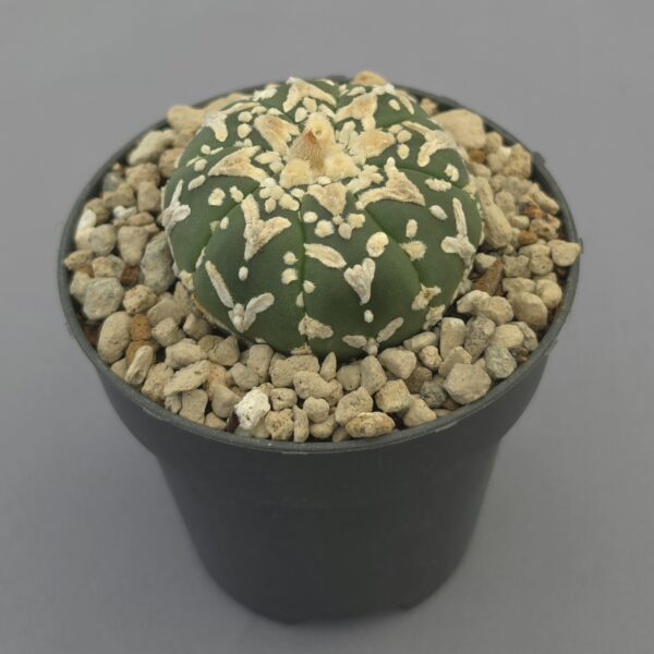 Astrophytum asterias Superkabuto V-Type