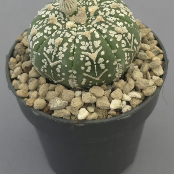 Astrophytum asterias Superkabuto V-Type