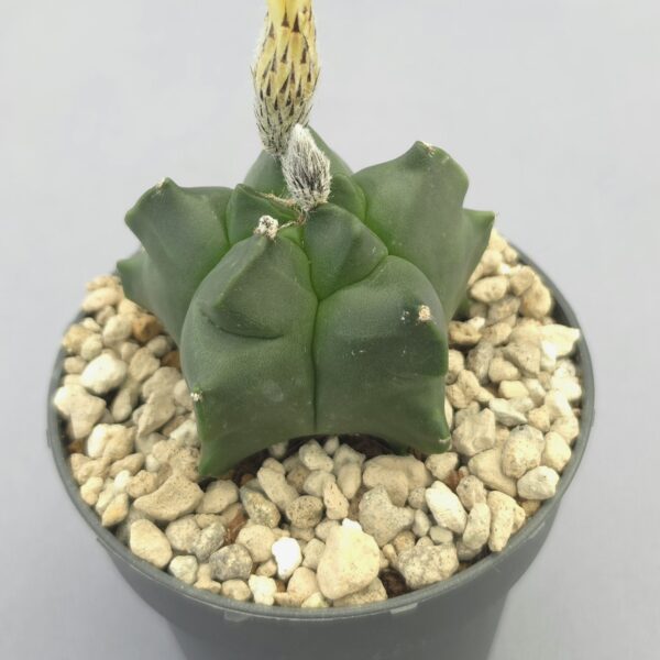 Astrophytum myriostigma ‘Kikko Nudum’